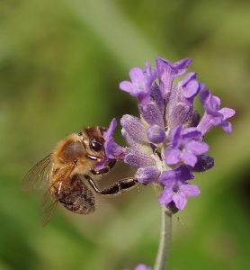 Biene auf Lavendel